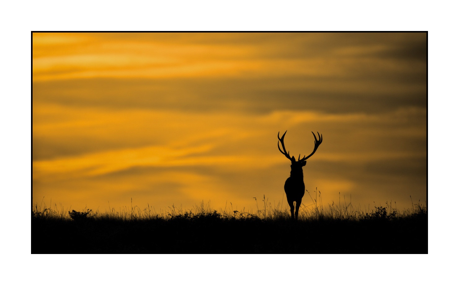 lumieres-et-couleurs/016-silhouettes-de-cerfs-en-couleur/edition-limitee/en/06-silhouette-of-red-deer-stag-160923CHMBRA0992C