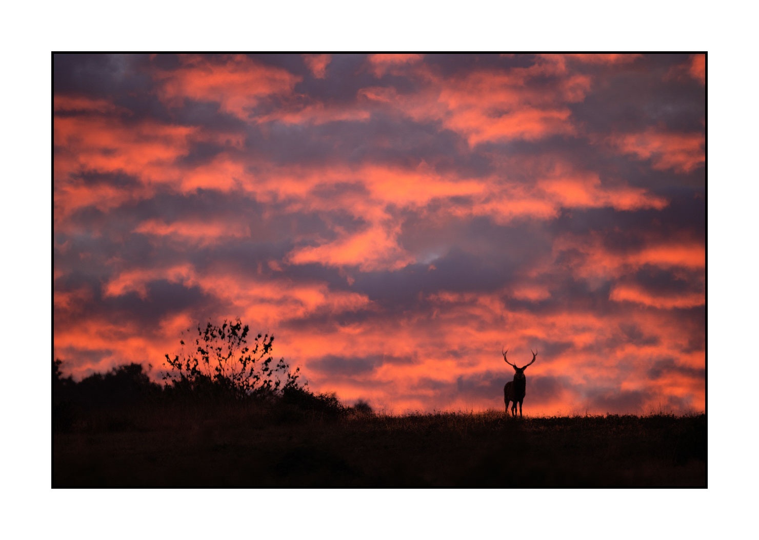 lumieres-et-couleurs/016-silhouettes-de-cerfs-en-couleur/edition-limitee/en/08-silhouette-of-red-deer-stag-20210926BRACHA0213C
