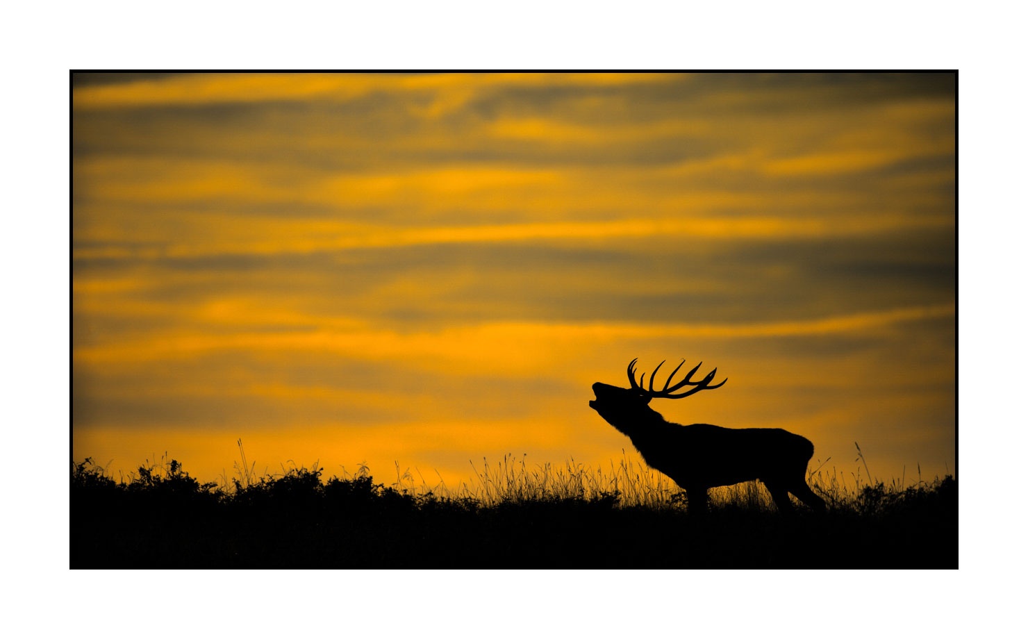 lumieres-et-couleurs/016-silhouettes-de-cerfs-en-couleur/edition-limitee/fr/04-silhouette-de-cerf-160923CHMBRA0966C