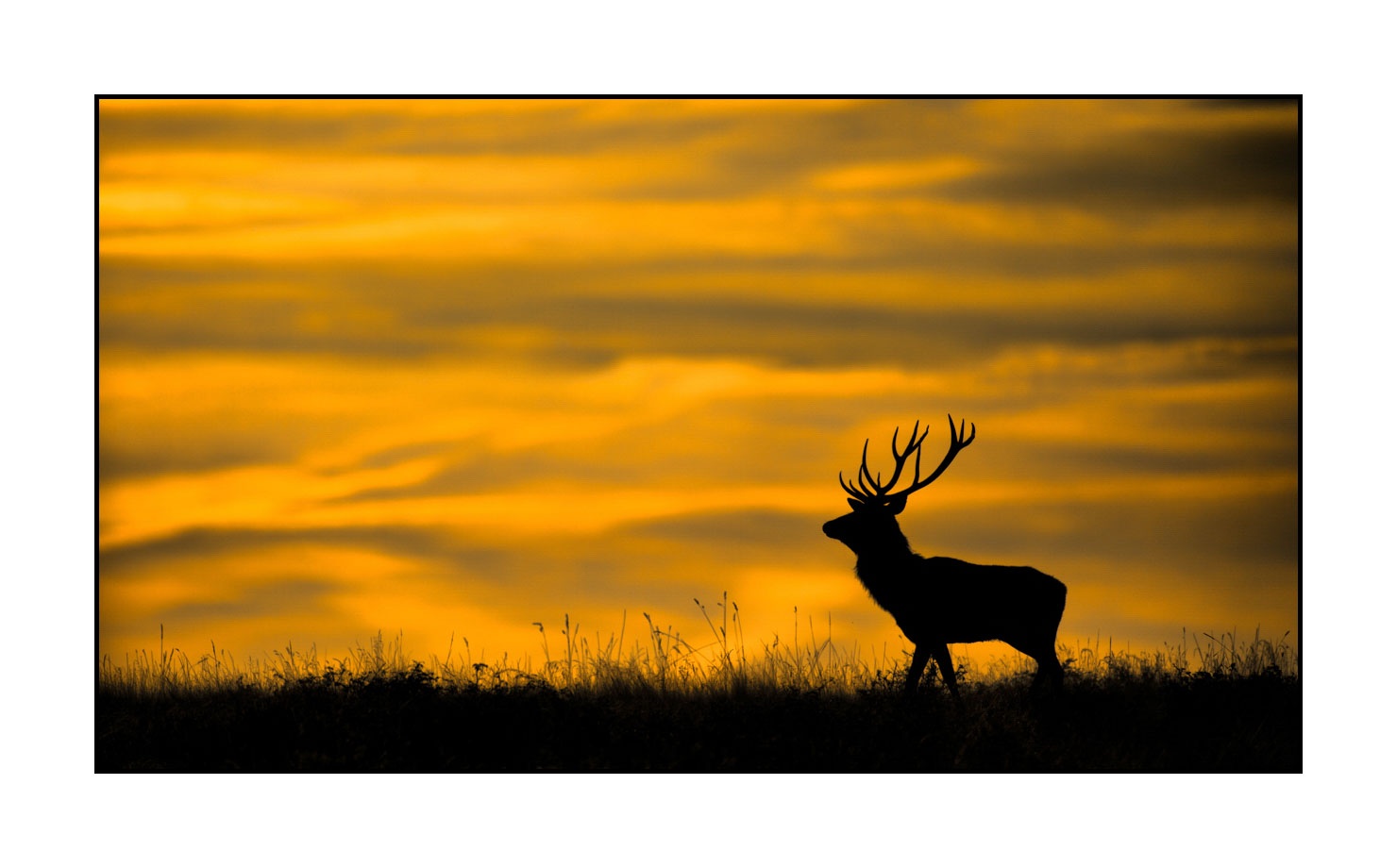 lumieres-et-couleurs/016-silhouettes-de-cerfs-en-couleur/edition-limitee/fr/05-silhouette-de-cerf-160923CHMBRA0983C