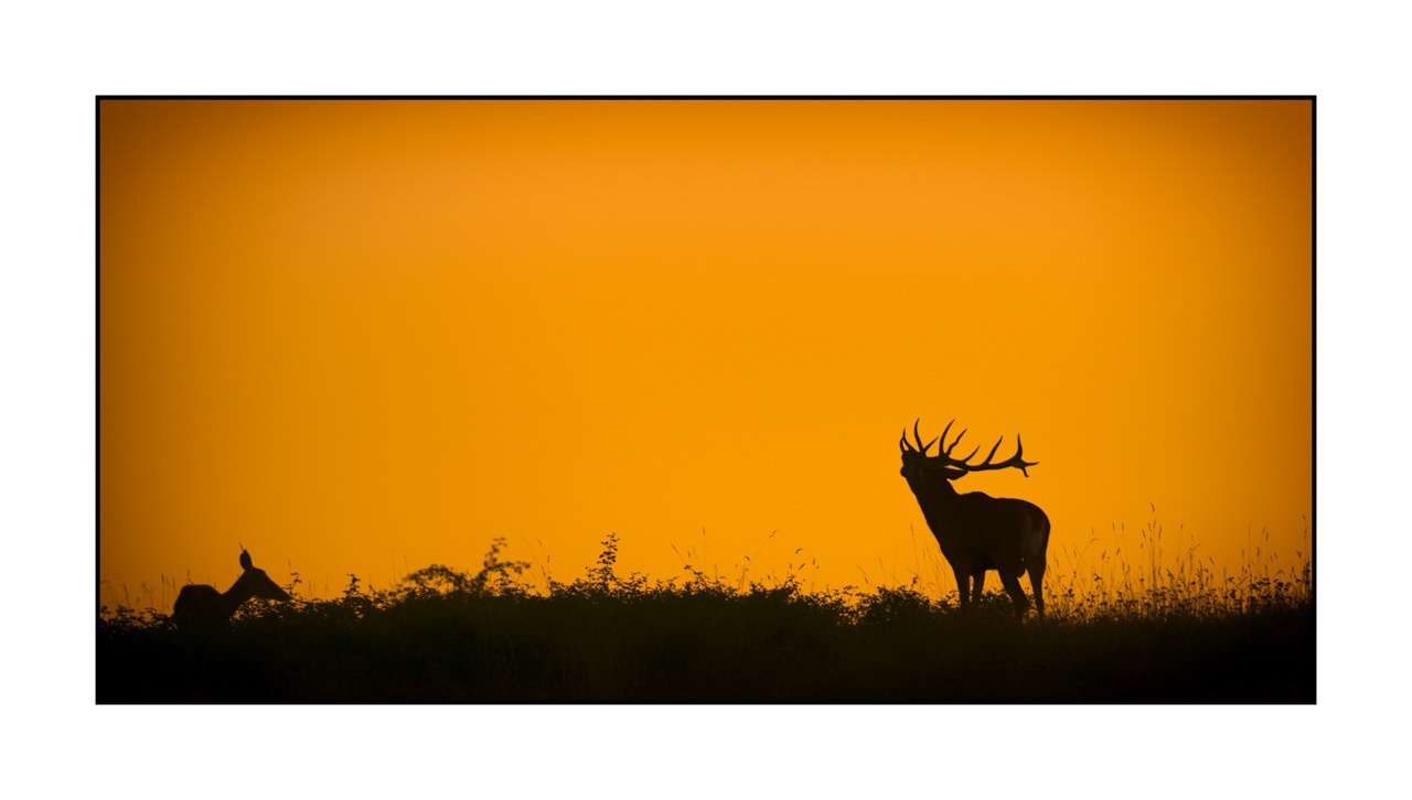 lumieres-et-couleurs/016-silhouettes-de-cerfs-en-couleur/edition-ouverte/en/open-edition-1959-21C