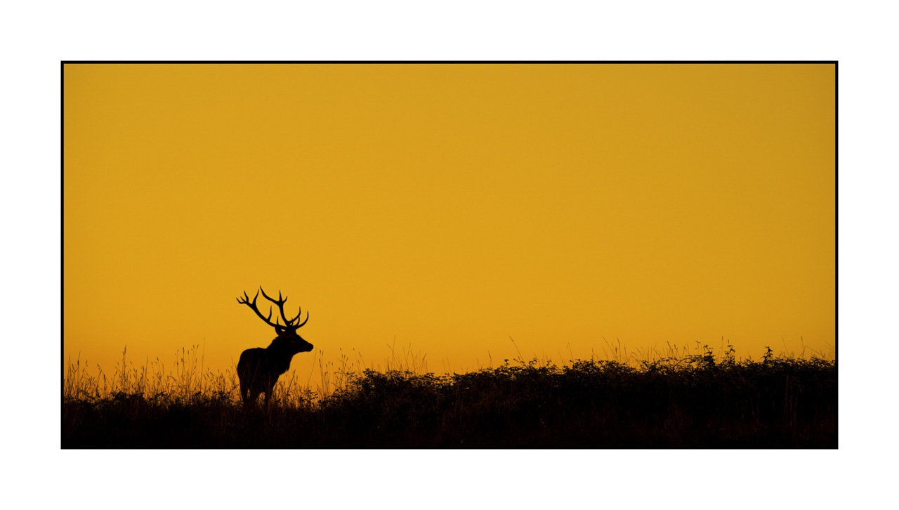 lumieres-et-couleurs/016-silhouettes-de-cerfs-en-couleur/edition-ouverte/en/open-edition-1960-21C