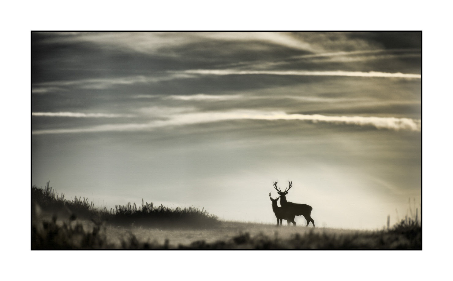 lumieres-et-couleurs/016-silhouettes-de-cerfs-en-couleur/edition-ouverte/en/open-edition-479-169C
