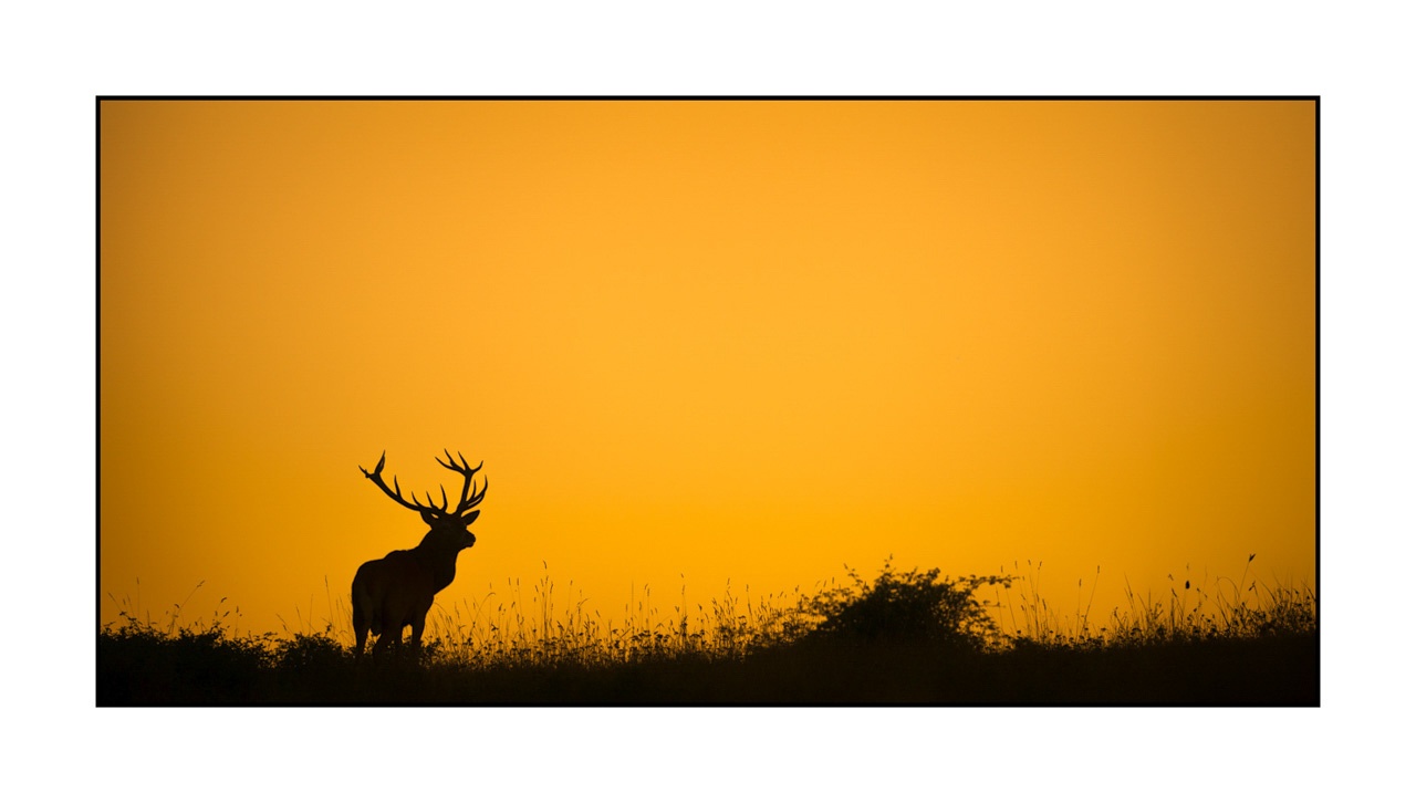 lumieres-et-couleurs/016-silhouettes-de-cerfs-en-couleur/edition-ouverte/fr/edition-ouverte-1958-21C