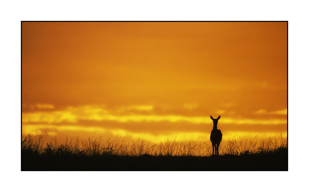 lumieres-et-couleurs/016-silhouettes-de-cerfs-en-couleur/edition-ouverte/fr/edition-ouverte-1961-169C