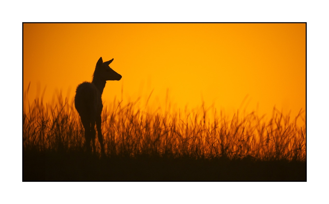 lumieres-et-couleurs/016-silhouettes-de-cerfs-en-couleur/edition-ouverte/fr/edition-ouverte-1962-169C