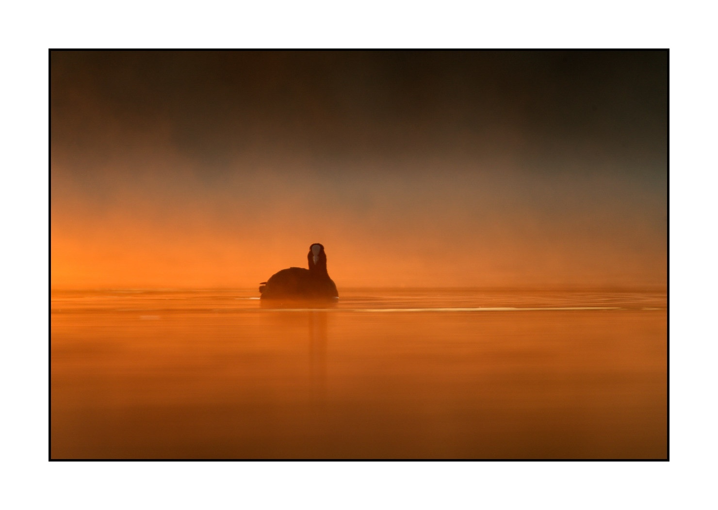 lumieres-et-couleurs/017-ambiances-etangs-de-la-dombes/edition-limitee/en/01-atmosphere-on-a-pond-of-la-dombes-120527FRADOM0001