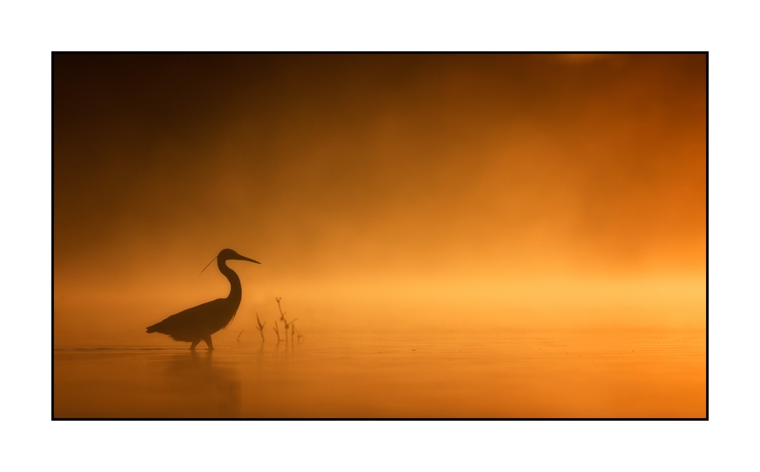 lumieres-et-couleurs/017-ambiances-etangs-de-la-dombes/edition-limitee/en/04-atmosphere-on-a-pond-of-la-dombes-190601DOMWLD0058C