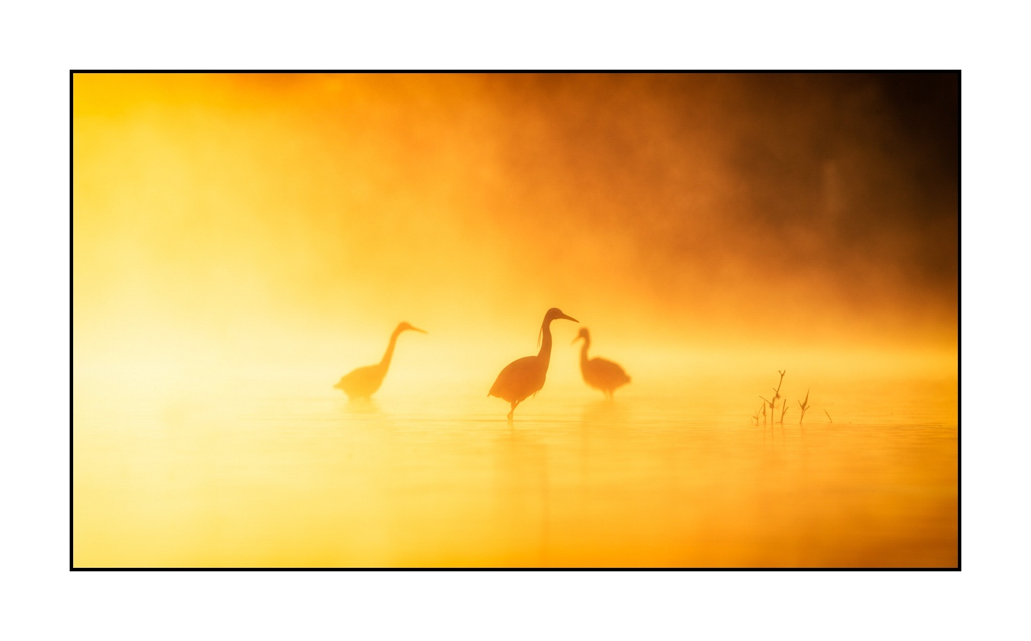 lumieres-et-couleurs/017-ambiances-etangs-de-la-dombes/edition-limitee/en/06-atmosphere-on-a-pond-of-la-dombes-190601DOMWLD0065C