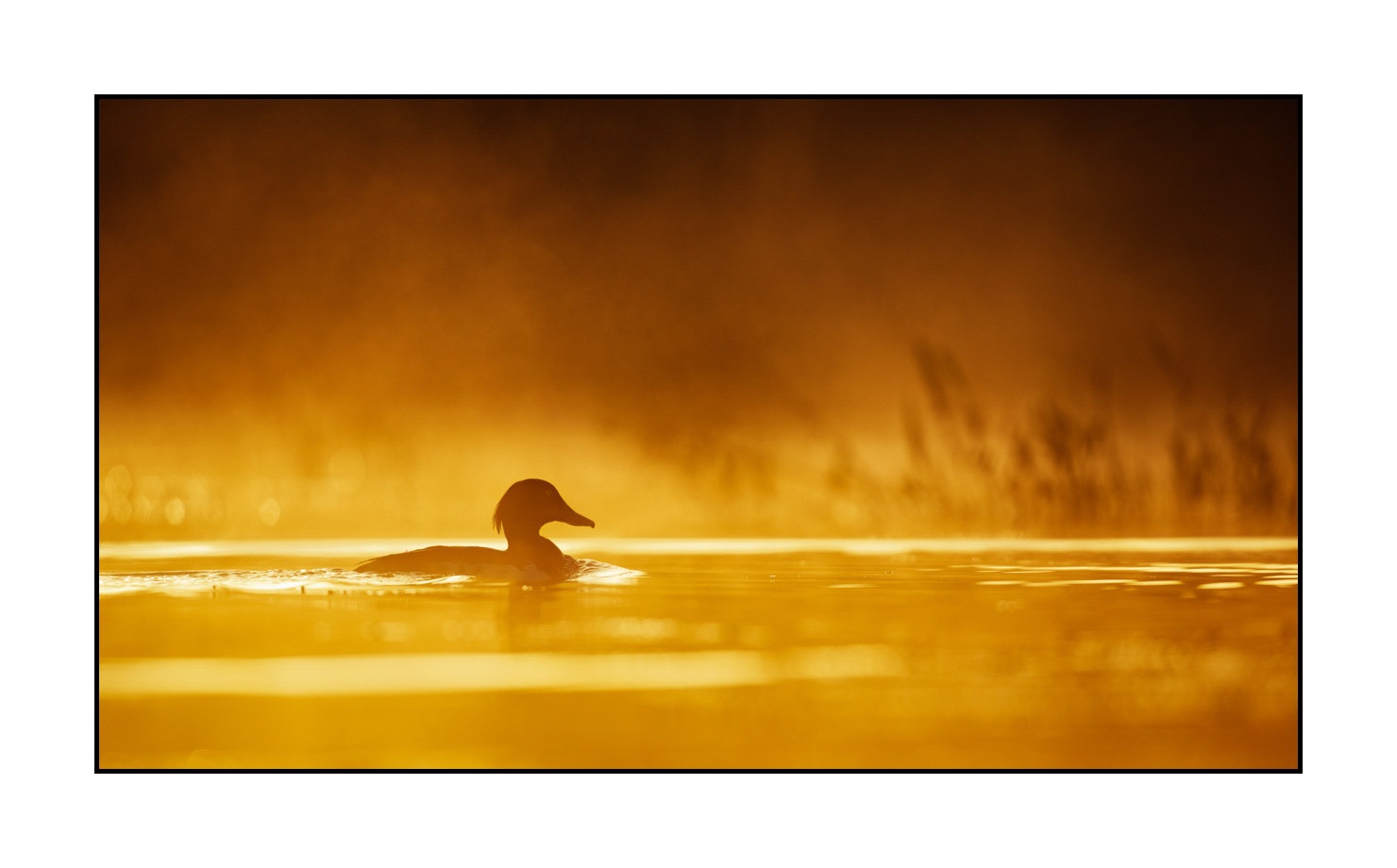 lumieres-et-couleurs/017-ambiances-etangs-de-la-dombes/edition-limitee/en/07-atmosphere-on-a-pond-of-la-dombes-190601DOMWLD0427C