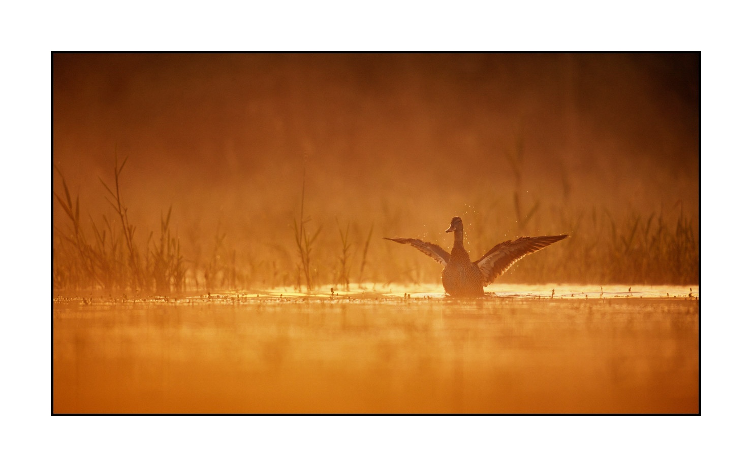 lumieres-et-couleurs/017-ambiances-etangs-de-la-dombes/edition-limitee/en/08-atmosphere-on-a-pond-of-la-dombes-190601DOMWLD0285C