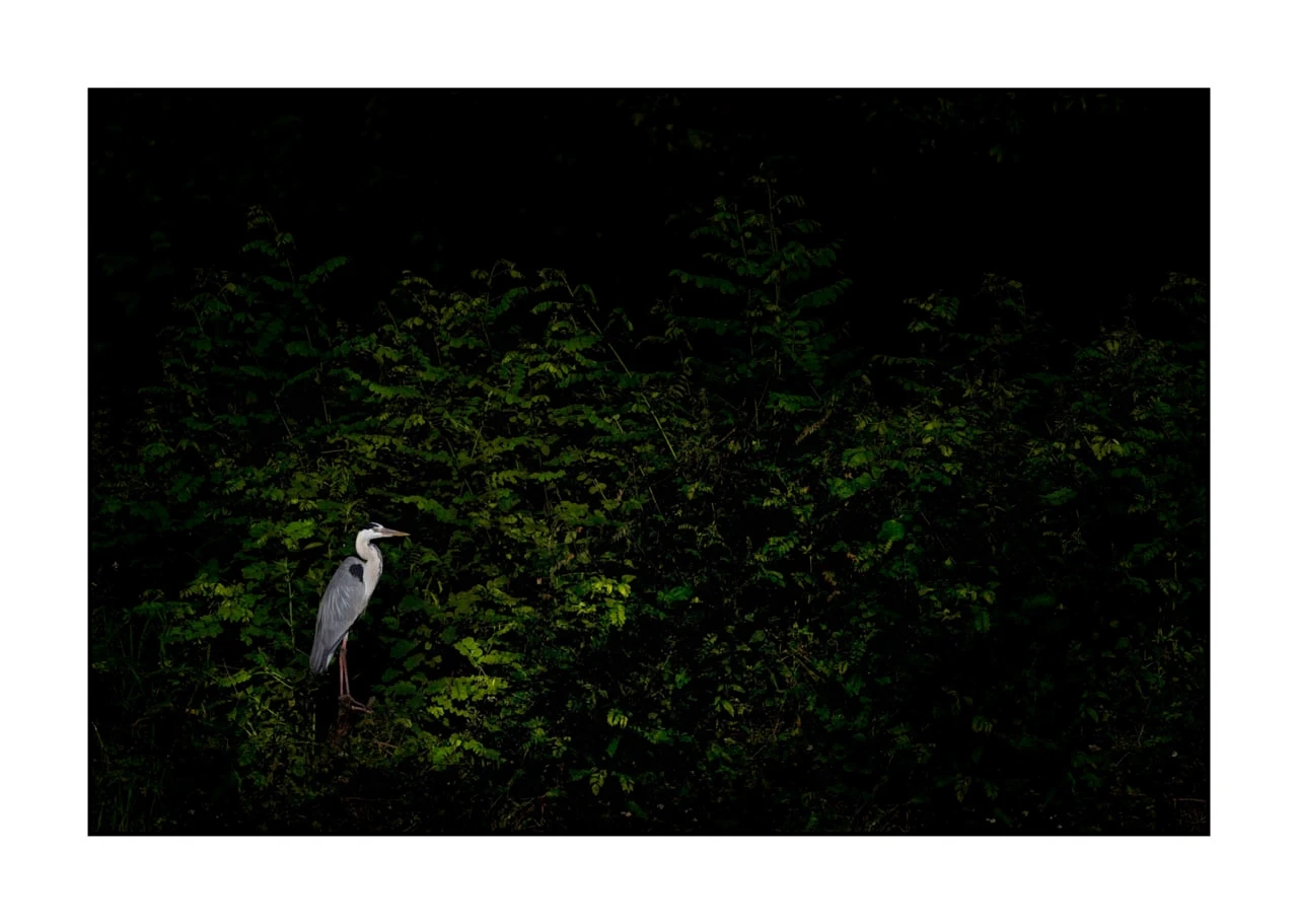 lumieres-et-couleurs/017-ambiances-etangs-de-la-dombes/edition-ouverte/en/29-atmosphere-on-a-pond-of-la-dombes-2416-32C