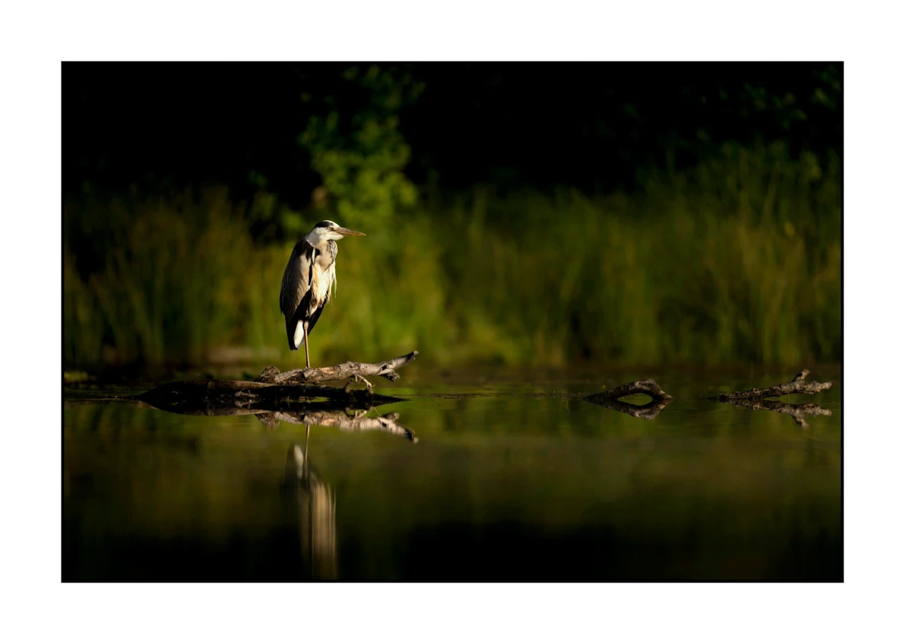 lumieres-et-couleurs/017-ambiances-etangs-de-la-dombes/edition-ouverte/en/37-atmosphere-on-a-pond-of-la-dombes-2424-32C