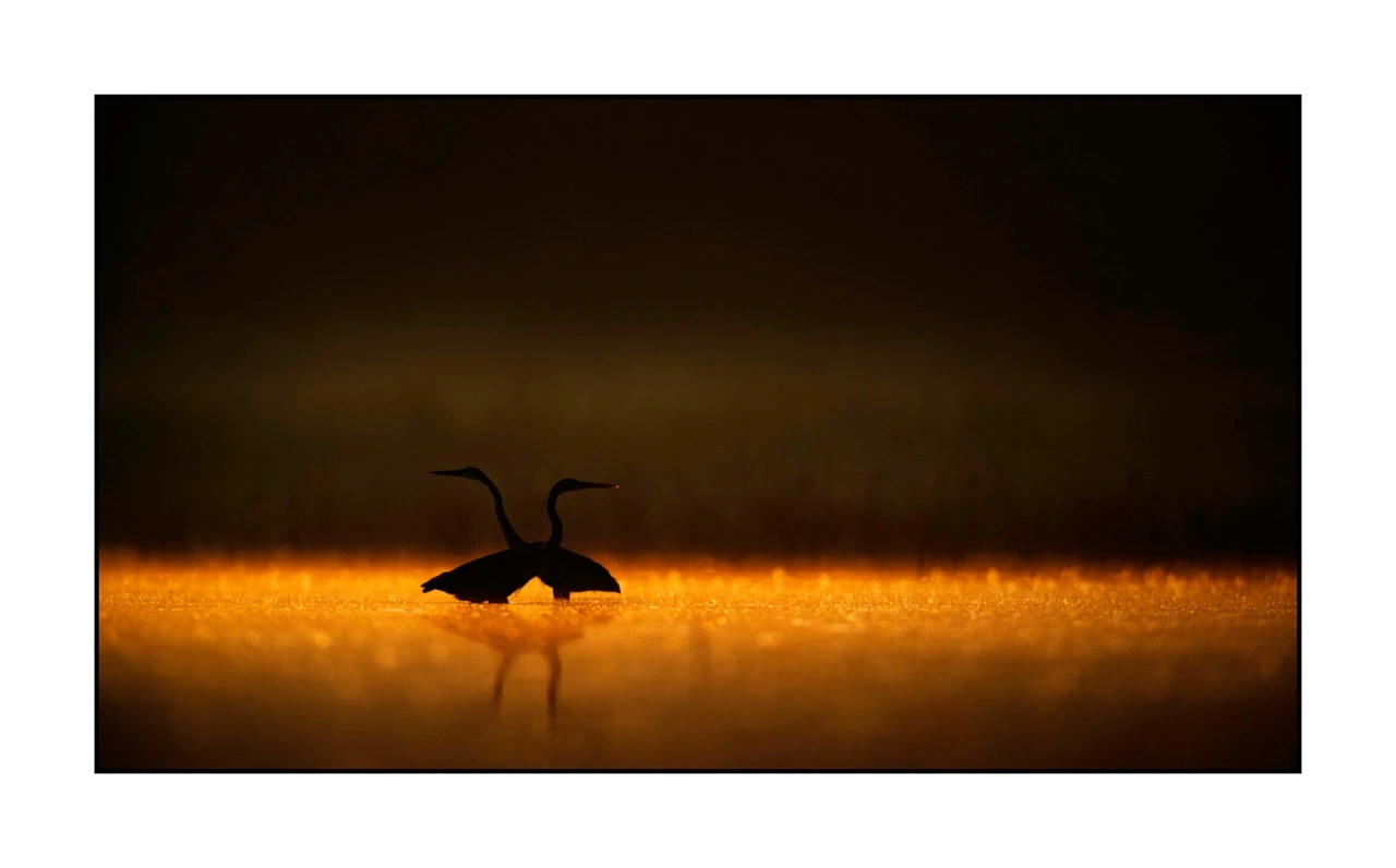 lumieres-et-couleurs/017-ambiances-etangs-de-la-dombes/edition-ouverte/en/38-atmosphere-on-a-pond-of-la-dombes-2425-169C