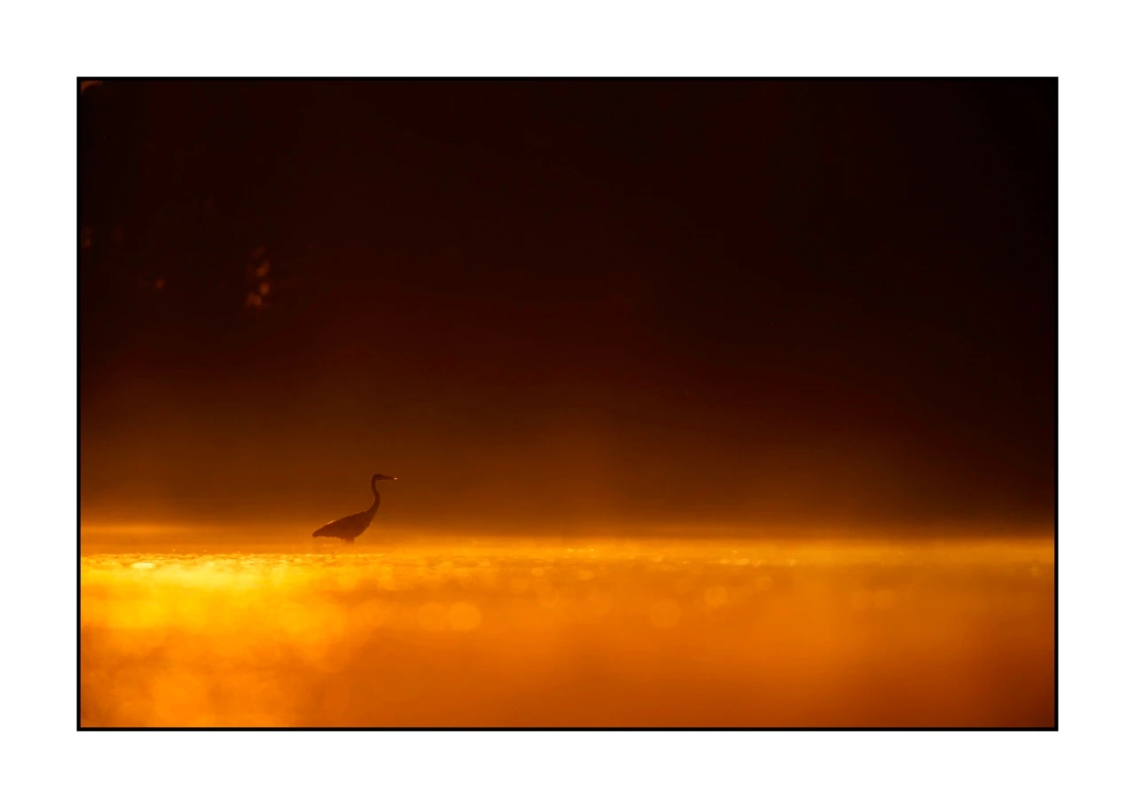 lumieres-et-couleurs/017-ambiances-etangs-de-la-dombes/edition-ouverte/en/39-atmosphere-on-a-pond-of-la-dombes-2426-32C