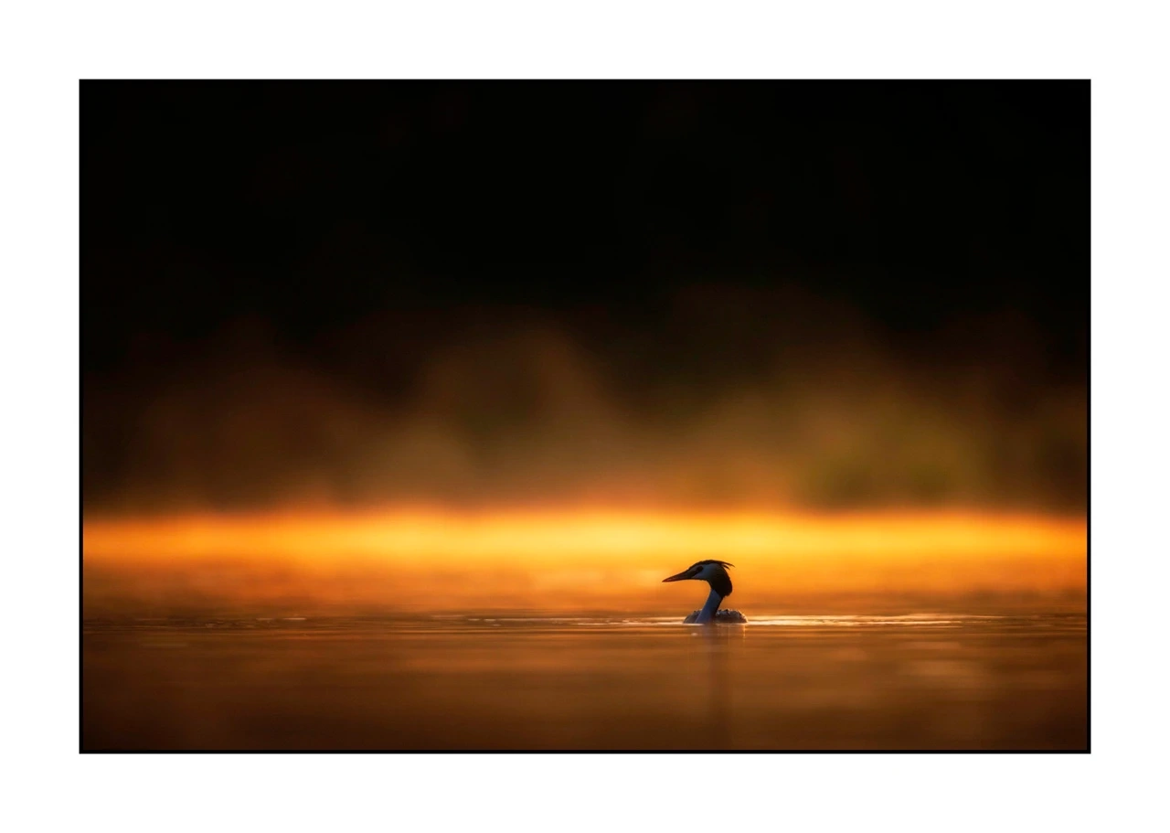 lumieres-et-couleurs/017-ambiances-etangs-de-la-dombes/edition-ouverte/en/40-atmosphere-on-a-pond-of-la-dombes-2427-32C