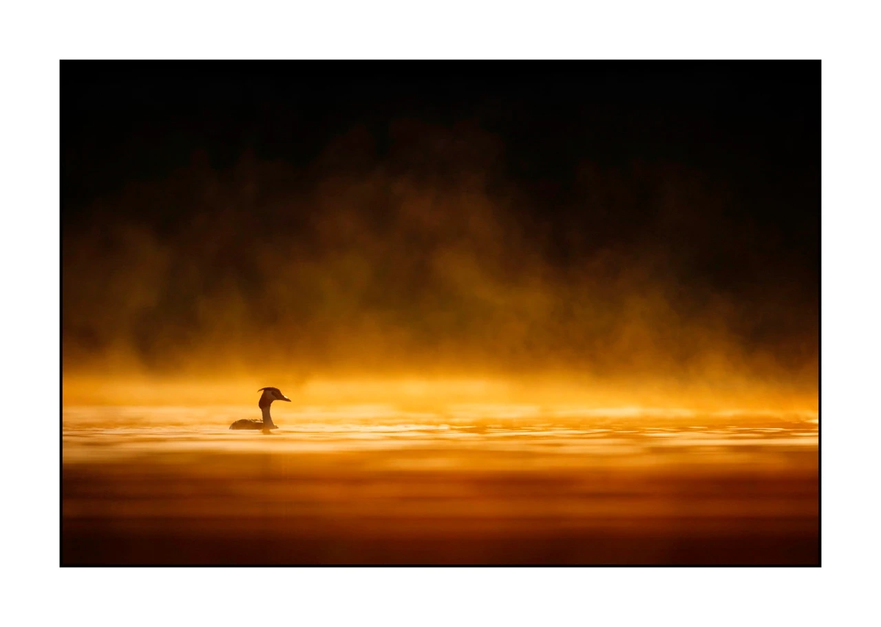 lumieres-et-couleurs/017-ambiances-etangs-de-la-dombes/edition-ouverte/en/41-atmosphere-on-a-pond-of-la-dombes-2428-32C