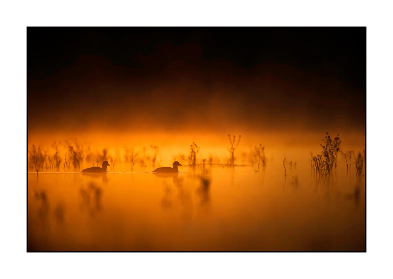 lumieres-et-couleurs/017-ambiances-etangs-de-la-dombes/edition-ouverte/en/42-atmosphere-on-a-pond-of-la-dombes-2429-32C