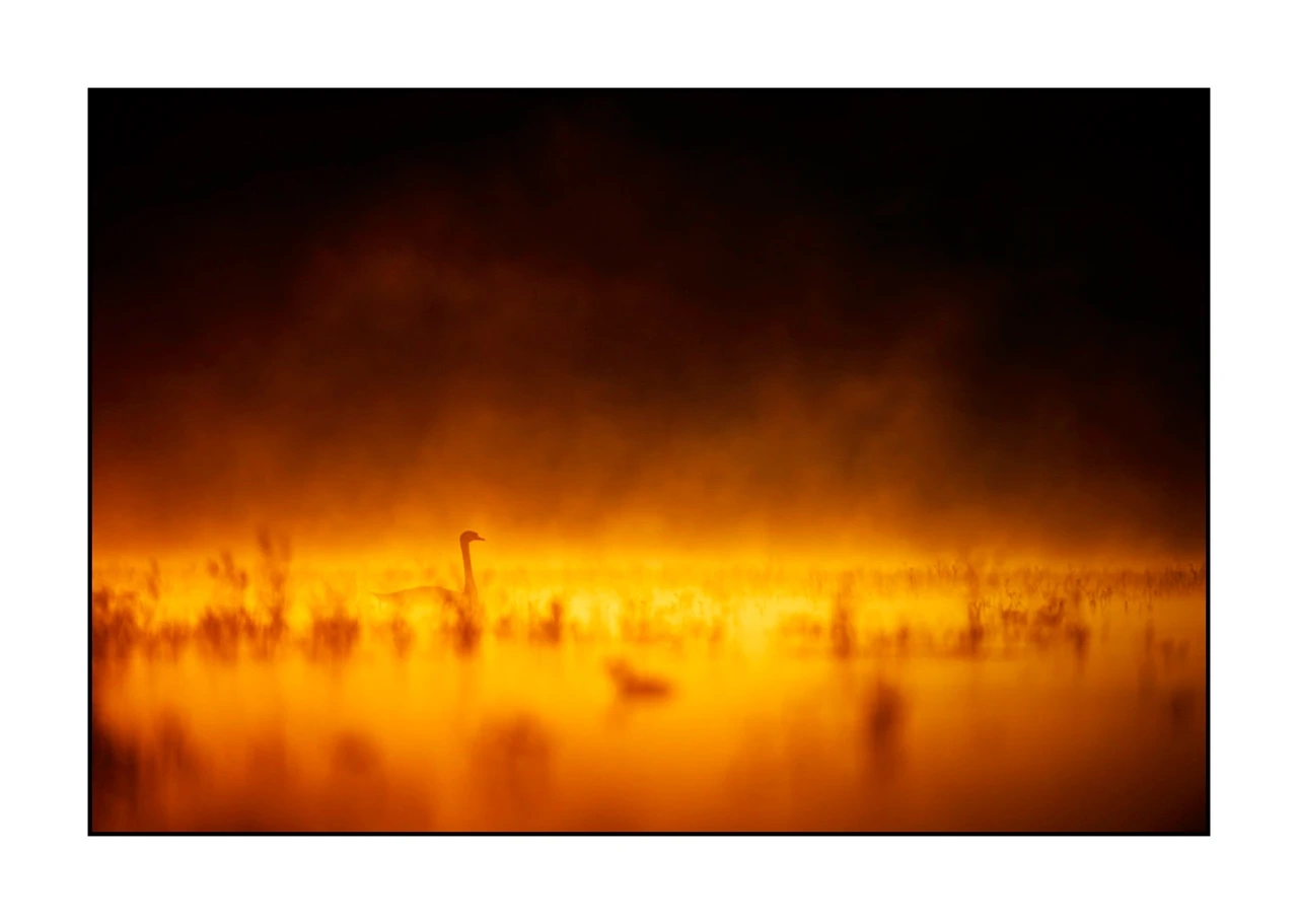 lumieres-et-couleurs/017-ambiances-etangs-de-la-dombes/edition-ouverte/en/43-atmosphere-on-a-pond-of-la-dombes-2430-32C