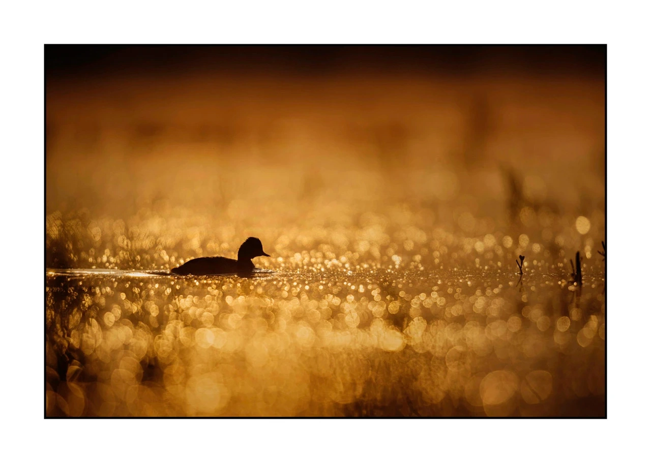 lumieres-et-couleurs/017-ambiances-etangs-de-la-dombes/edition-ouverte/en/45-atmosphere-on-a-pond-of-la-dombes-2432-32C