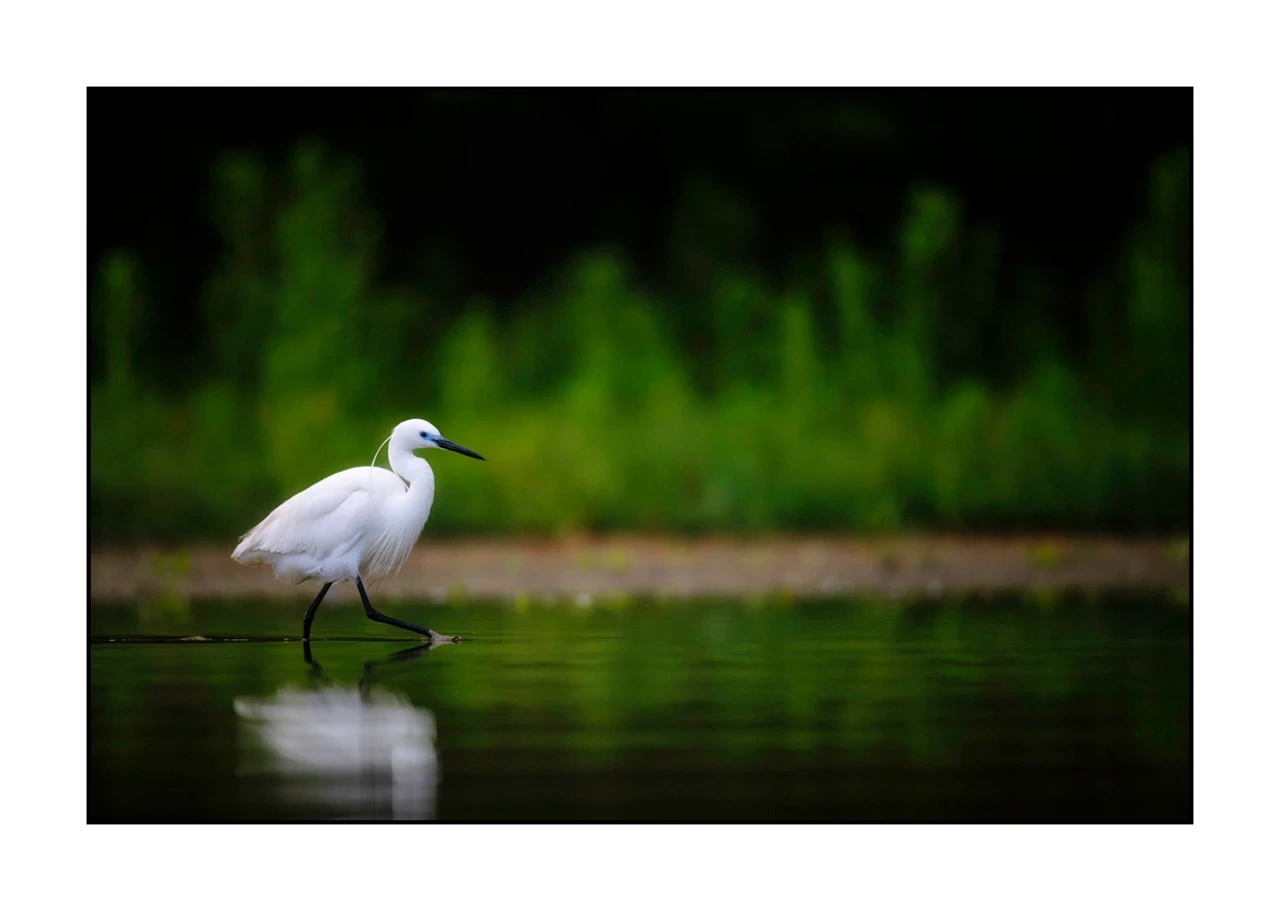 lumieres-et-couleurs/017-ambiances-etangs-de-la-dombes/edition-ouverte/en/46-atmosphere-on-a-pond-of-la-dombes-2433-32C