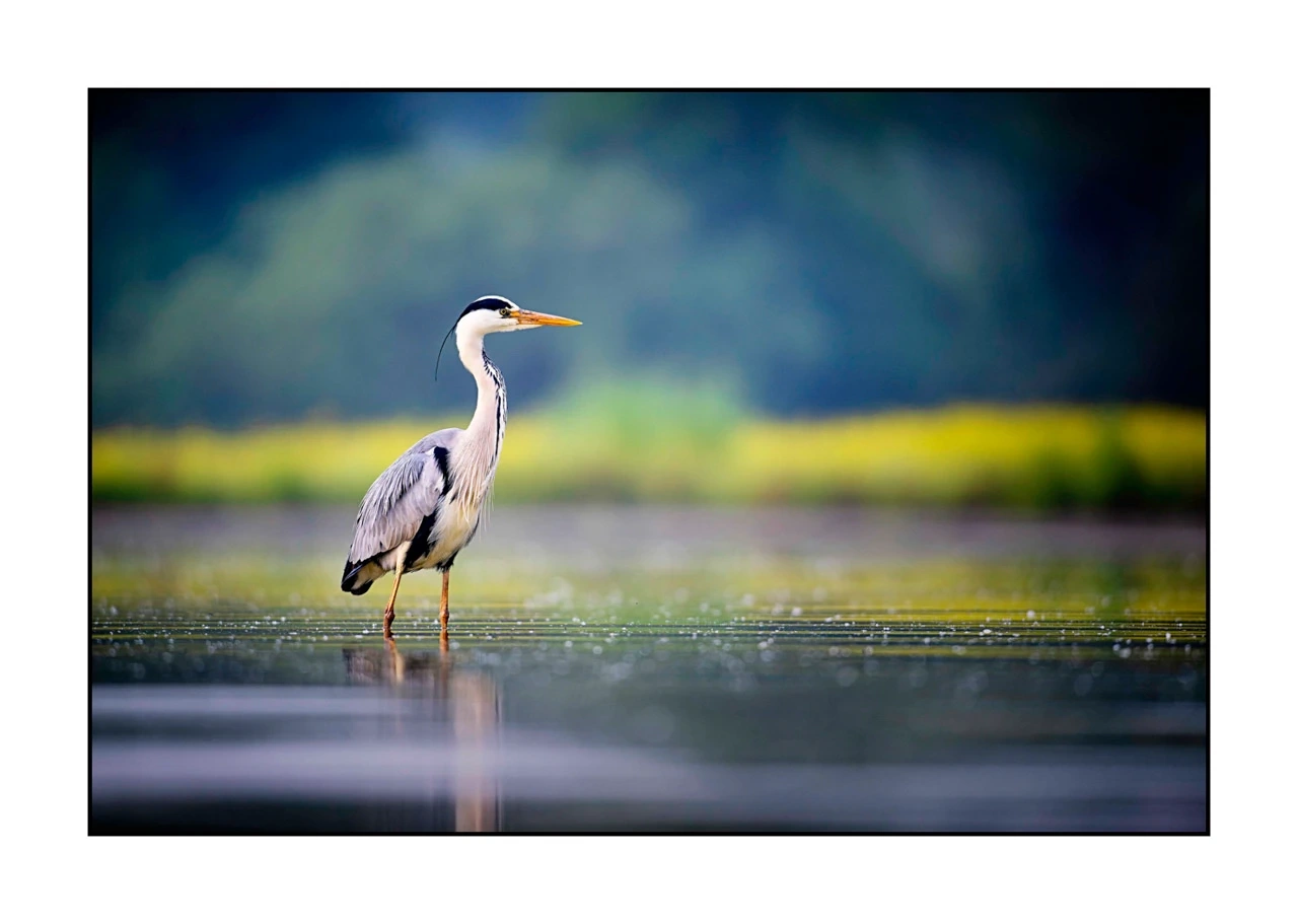 lumieres-et-couleurs/017-ambiances-etangs-de-la-dombes/edition-ouverte/en/47-atmosphere-on-a-pond-of-la-dombes-2434-32C