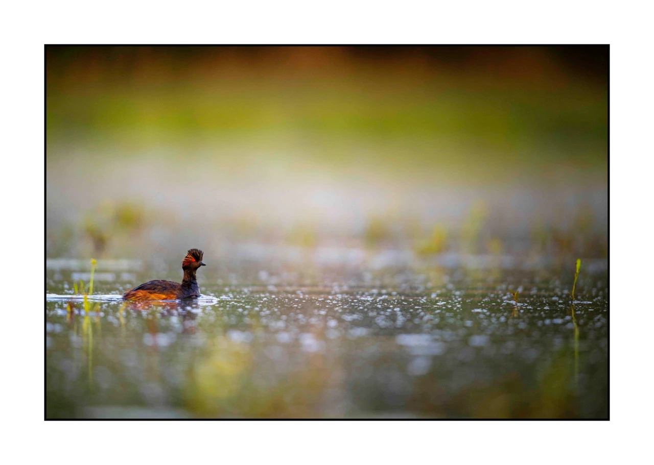 lumieres-et-couleurs/017-ambiances-etangs-de-la-dombes/edition-ouverte/en/49-atmosphere-on-a-pond-of-la-dombes-2436-32C