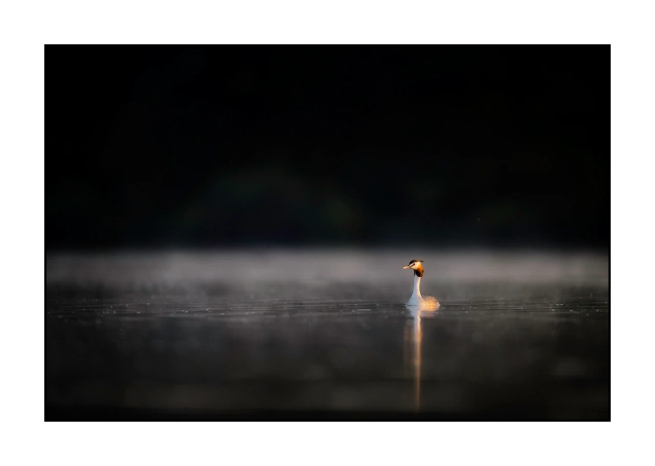 lumieres-et-couleurs/017-ambiances-etangs-de-la-dombes/edition-ouverte/en/50-atmosphere-on-a-pond-of-la-dombes-2437-32C