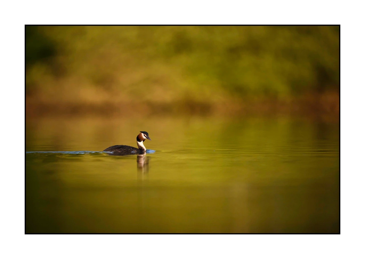 lumieres-et-couleurs/017-ambiances-etangs-de-la-dombes/edition-ouverte/en/54-atmosphere-on-a-pond-of-la-dombes-2441-32C
