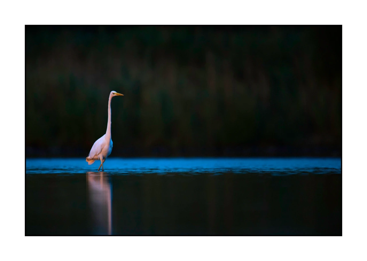 lumieres-et-couleurs/017-ambiances-etangs-de-la-dombes/edition-ouverte/en/55-atmosphere-on-a-pond-of-la-dombes-2480-32C
