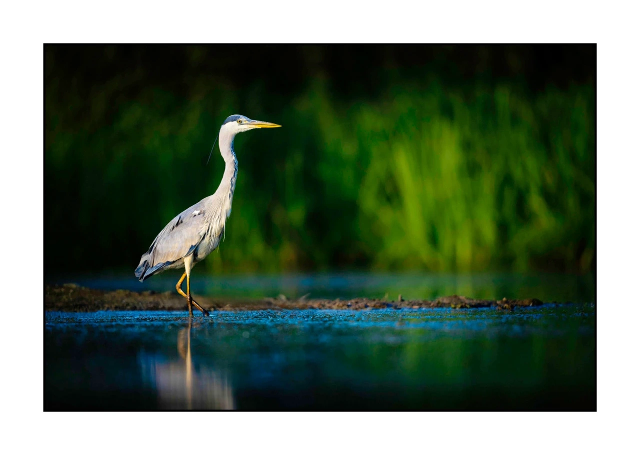 lumieres-et-couleurs/017-ambiances-etangs-de-la-dombes/edition-ouverte/en/56-atmosphere-on-a-pond-of-la-dombes-2481-32C
