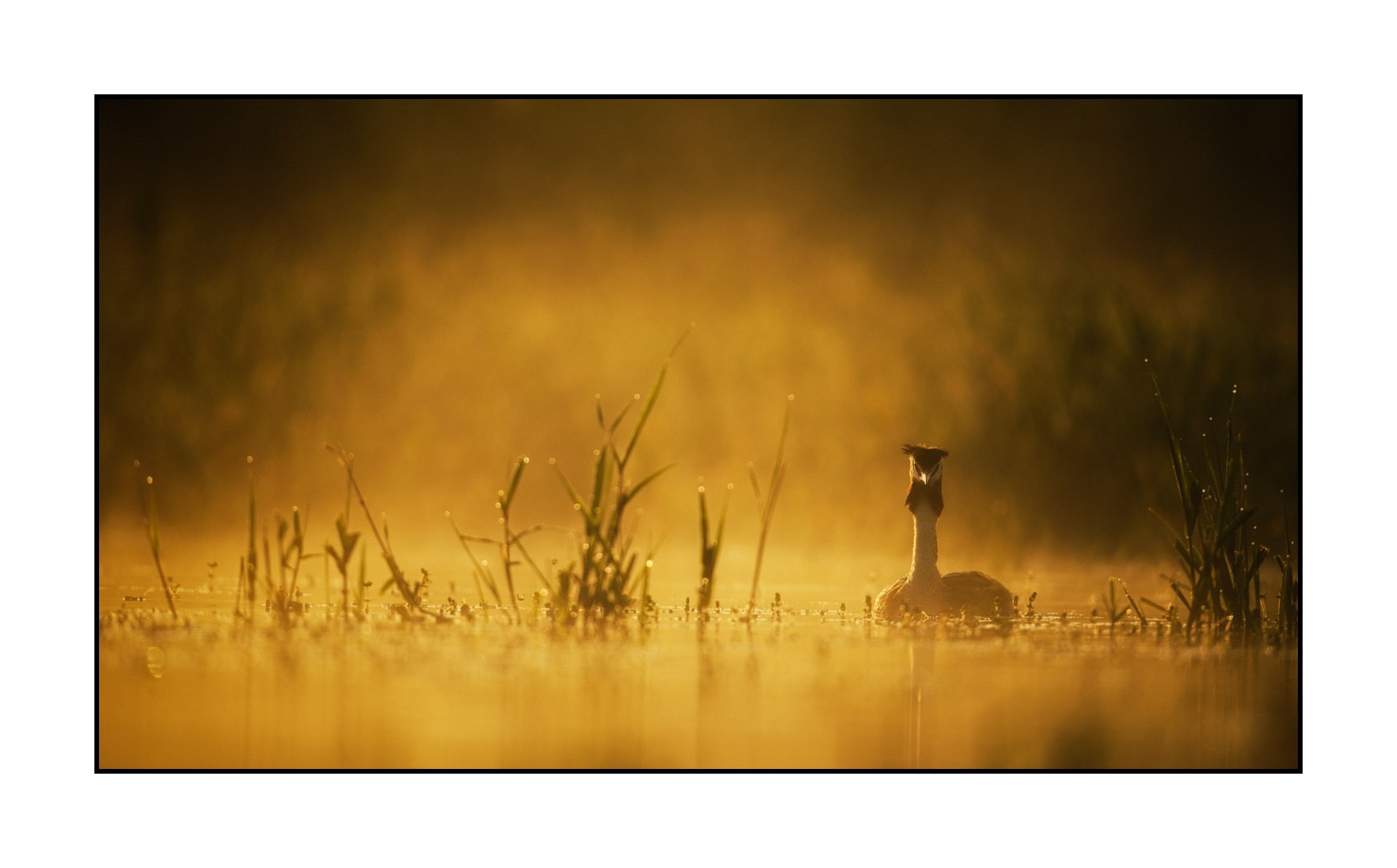 lumieres-et-couleurs/017-ambiances-etangs-de-la-dombes/fr/02-ambiance-sur-un-etang-de-la-dombes-190601DOMWLD0715C