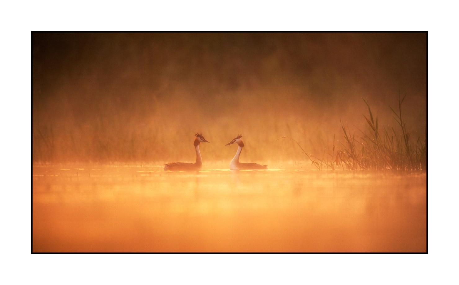 lumieres-et-couleurs/017-ambiances-etangs-de-la-dombes/fr/09-ambiance-sur-un-etang-de-la-dombes-190601DOMWLD0708C