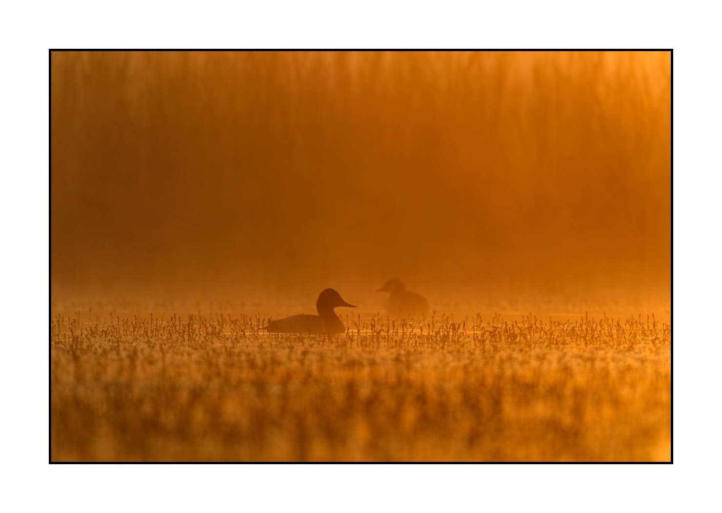 lumieres-et-couleurs/017-ambiances-etangs-de-la-dombes/fr/10-ambiance-sur-un-etang-de-la-dombes-120527FRADOM0003
