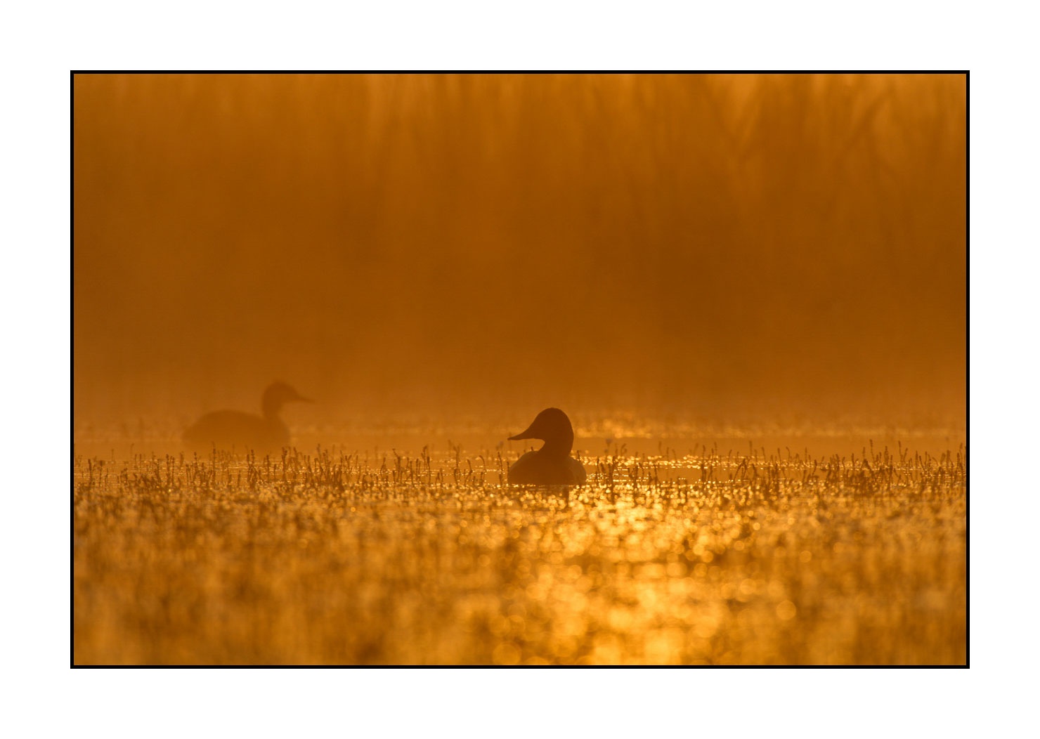lumieres-et-couleurs/017-ambiances-etangs-de-la-dombes/fr/11-ambiance-sur-un-etang-de-la-dombes-120527FRADOM0004