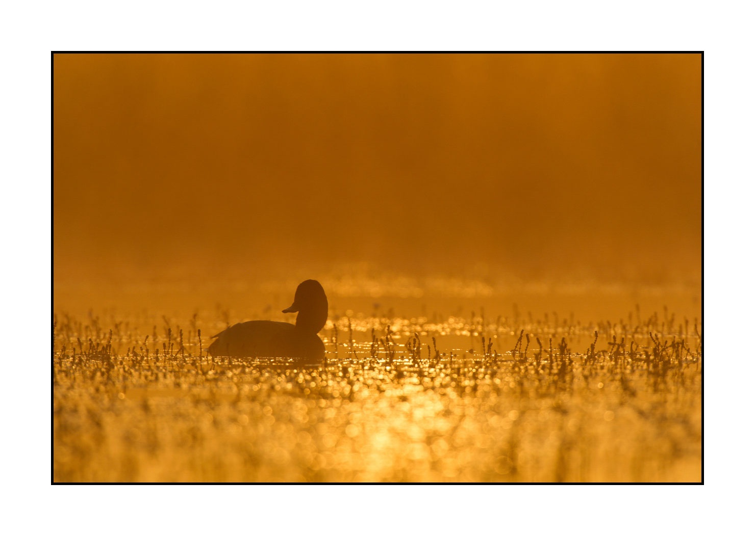 lumieres-et-couleurs/017-ambiances-etangs-de-la-dombes/fr/12-ambiance-sur-un-etang-de-la-dombes-120527FRADOM0007