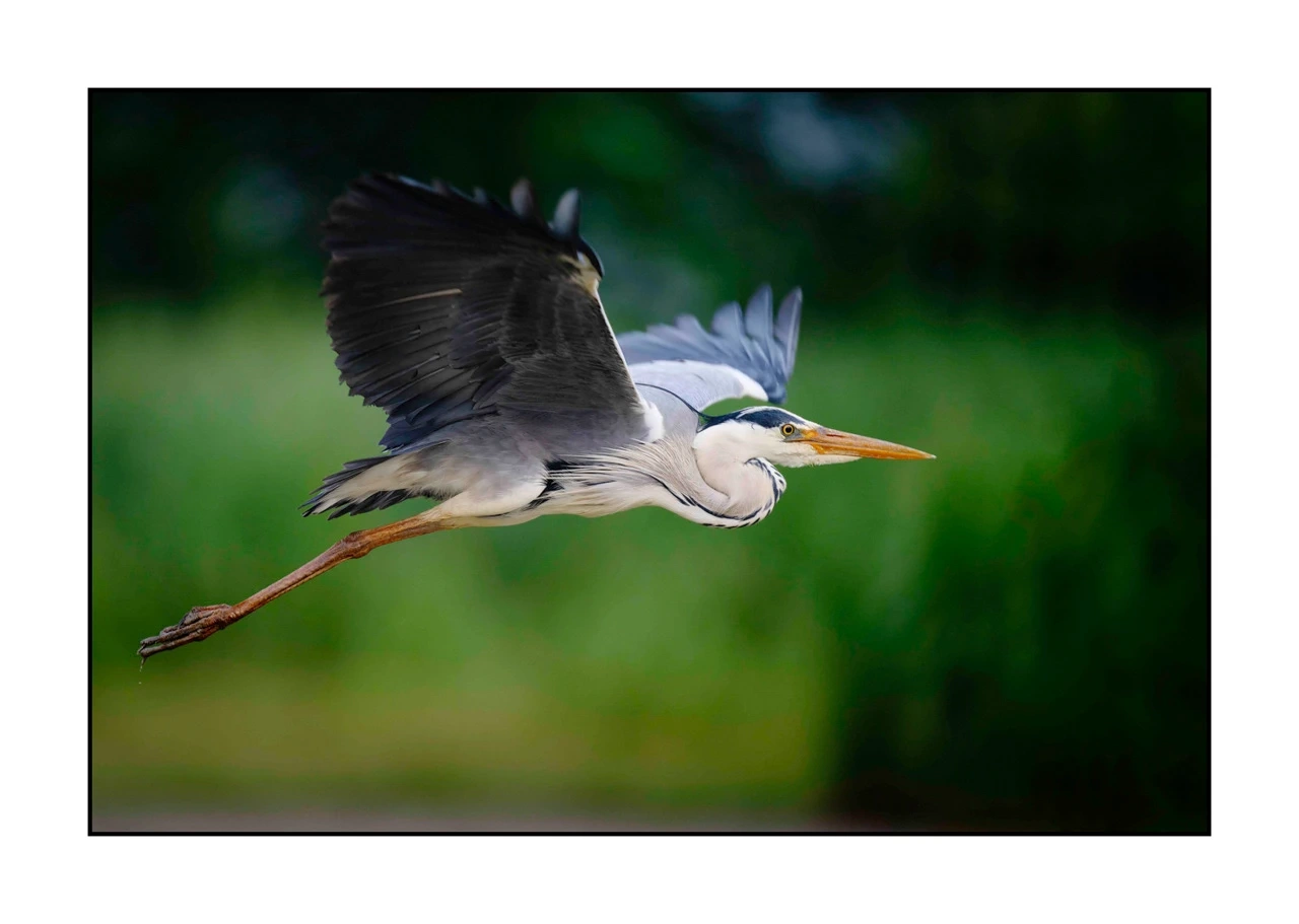 lumieres-et-couleurs/035-oiseaux-de-la-dombes/edition-ouverte/en/02-birds-of-la-dombes-2443-32C