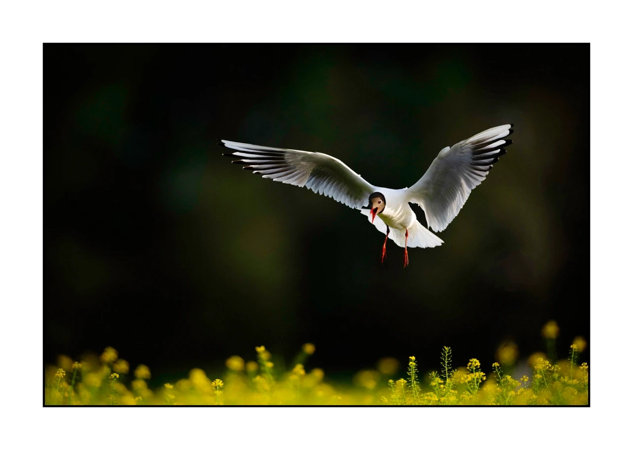 lumieres-et-couleurs/035-oiseaux-de-la-dombes/edition-ouverte/en/05-birds-of-la-dombes-2446-32C