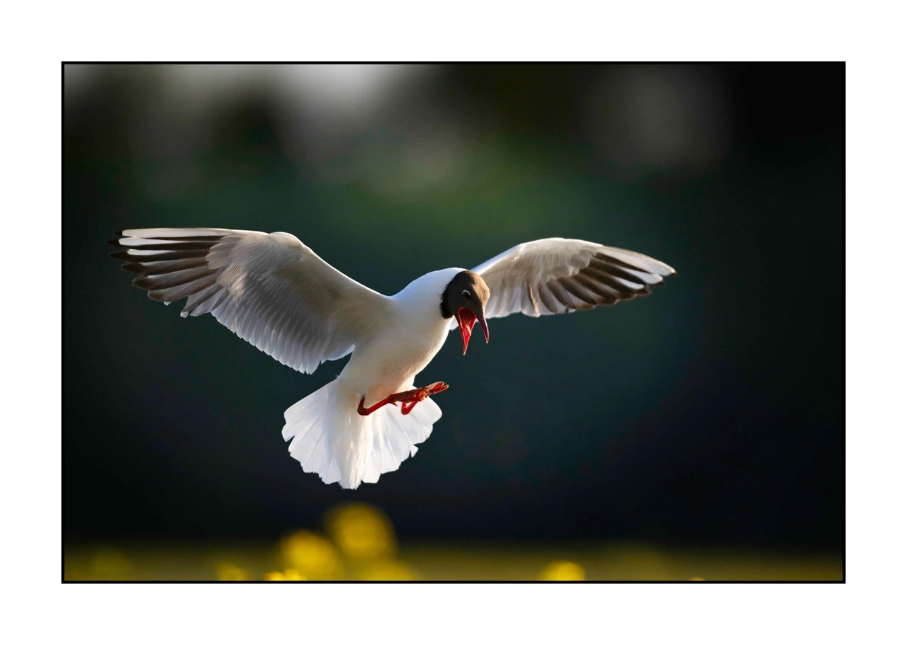 lumieres-et-couleurs/035-oiseaux-de-la-dombes/edition-ouverte/en/07-birds-of-la-dombes-2448-32C