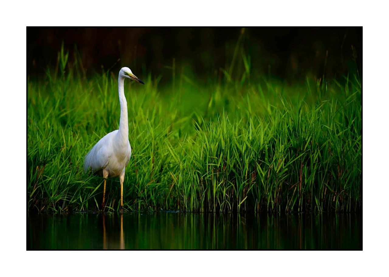 lumieres-et-couleurs/035-oiseaux-de-la-dombes/edition-ouverte/en/12-birds-of-la-dombes-2453-32C