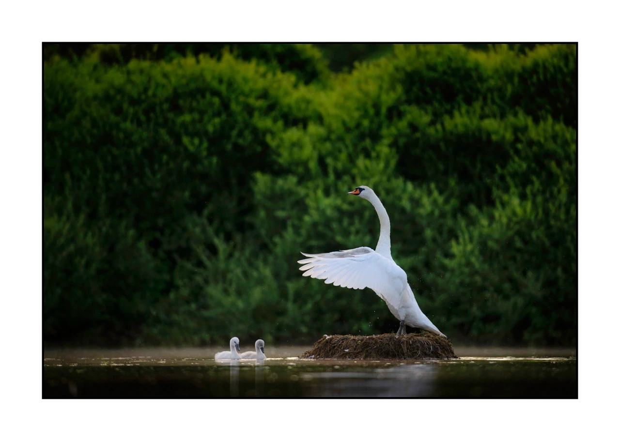 lumieres-et-couleurs/035-oiseaux-de-la-dombes/edition-ouverte/en/13-birds-of-la-dombes-2482-32C