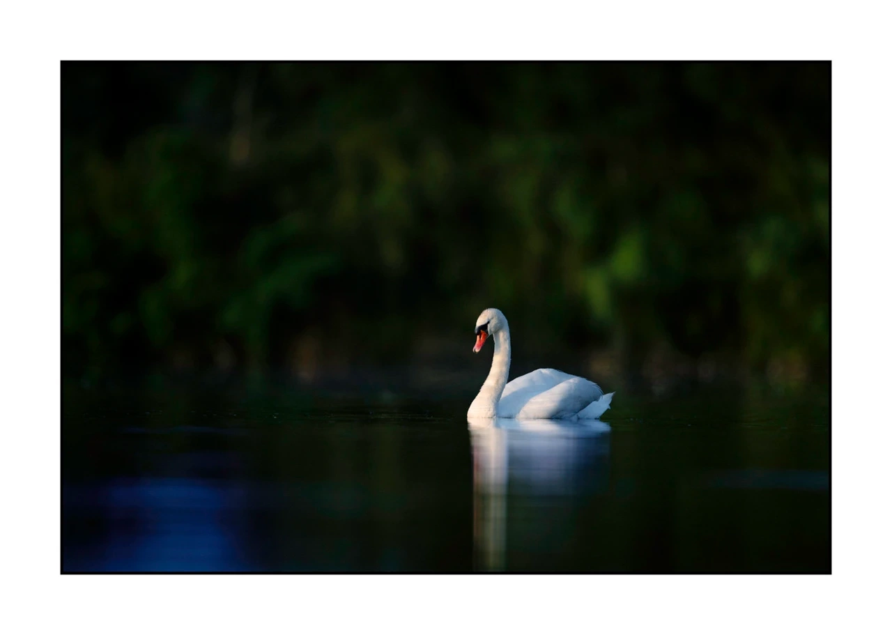 lumieres-et-couleurs/035-oiseaux-de-la-dombes/edition-ouverte/en/14-birds-of-la-dombes-2483-32C