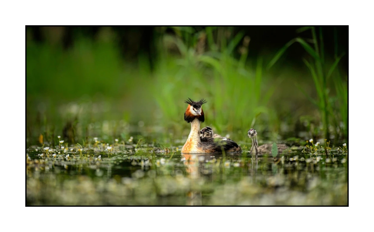 lumieres-et-couleurs/035-oiseaux-de-la-dombes/edition-ouverte/en/39-birds-of-la-dombes-136-169C