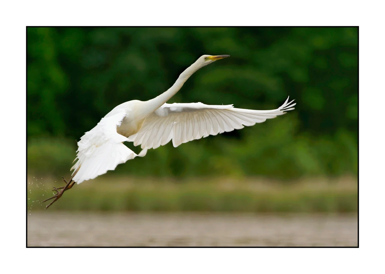lumieres-et-couleurs/035-oiseaux-de-la-dombes/edition-ouverte/en/42-birds-of-la-dombes-142-32C