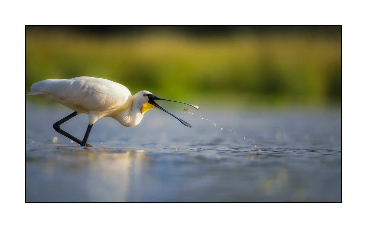 lumieres-et-couleurs/035-oiseaux-de-la-dombes/edition-ouverte/en/55-birds-of-la-dombes-1381-169C