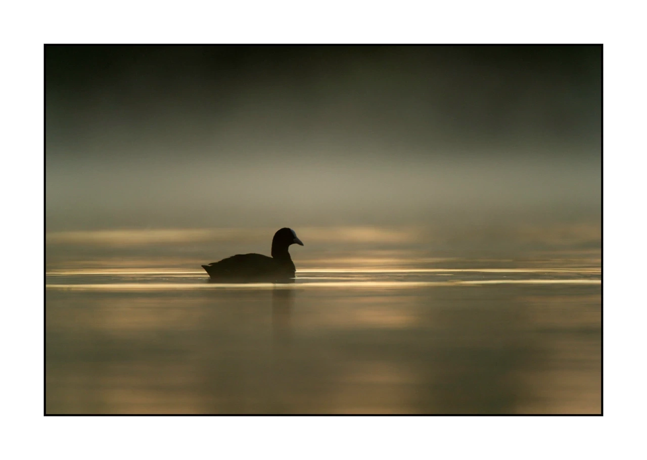 lumieres-et-couleurs/035-oiseaux-de-la-dombes/edition-ouverte/en/57-birds-of-la-dombes-1370-32C