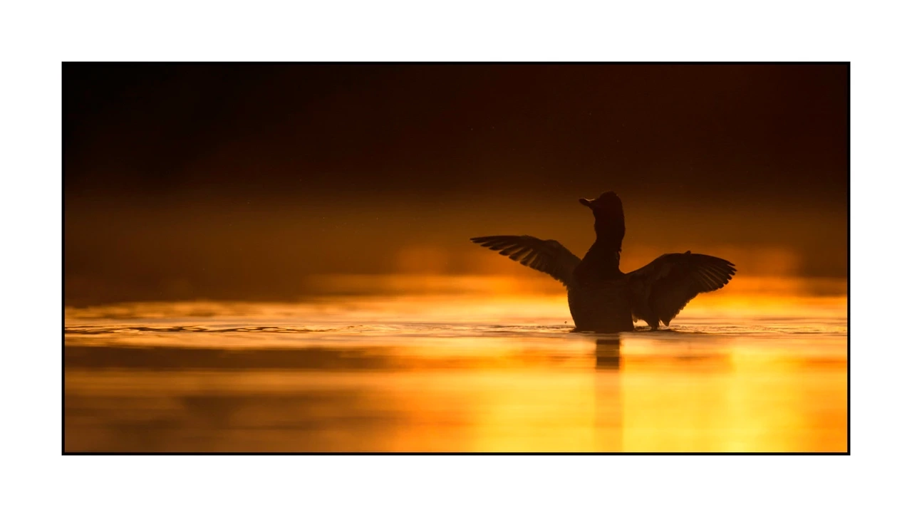 lumieres-et-couleurs/035-oiseaux-de-la-dombes/edition-ouverte/en/60-birds-of-la-dombes-1388-21C