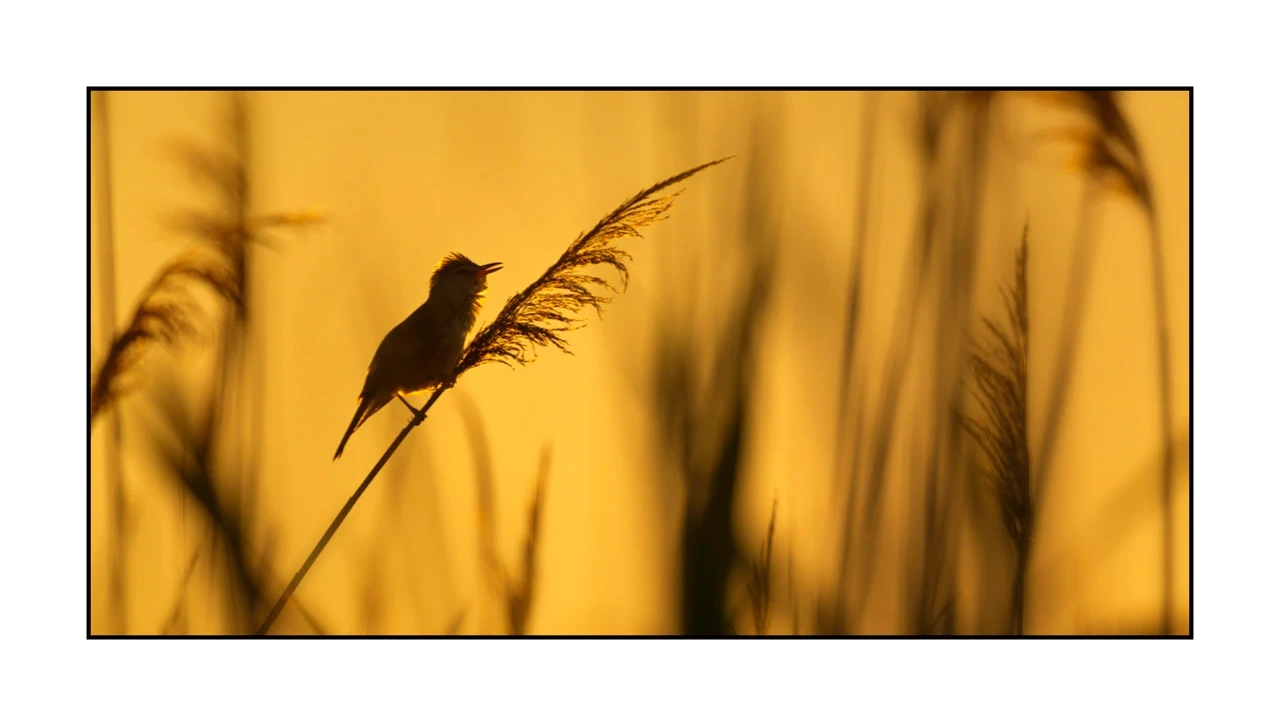 lumieres-et-couleurs/035-oiseaux-de-la-dombes/edition-ouverte/en/63-birds-of-la-dombes-2071-21C