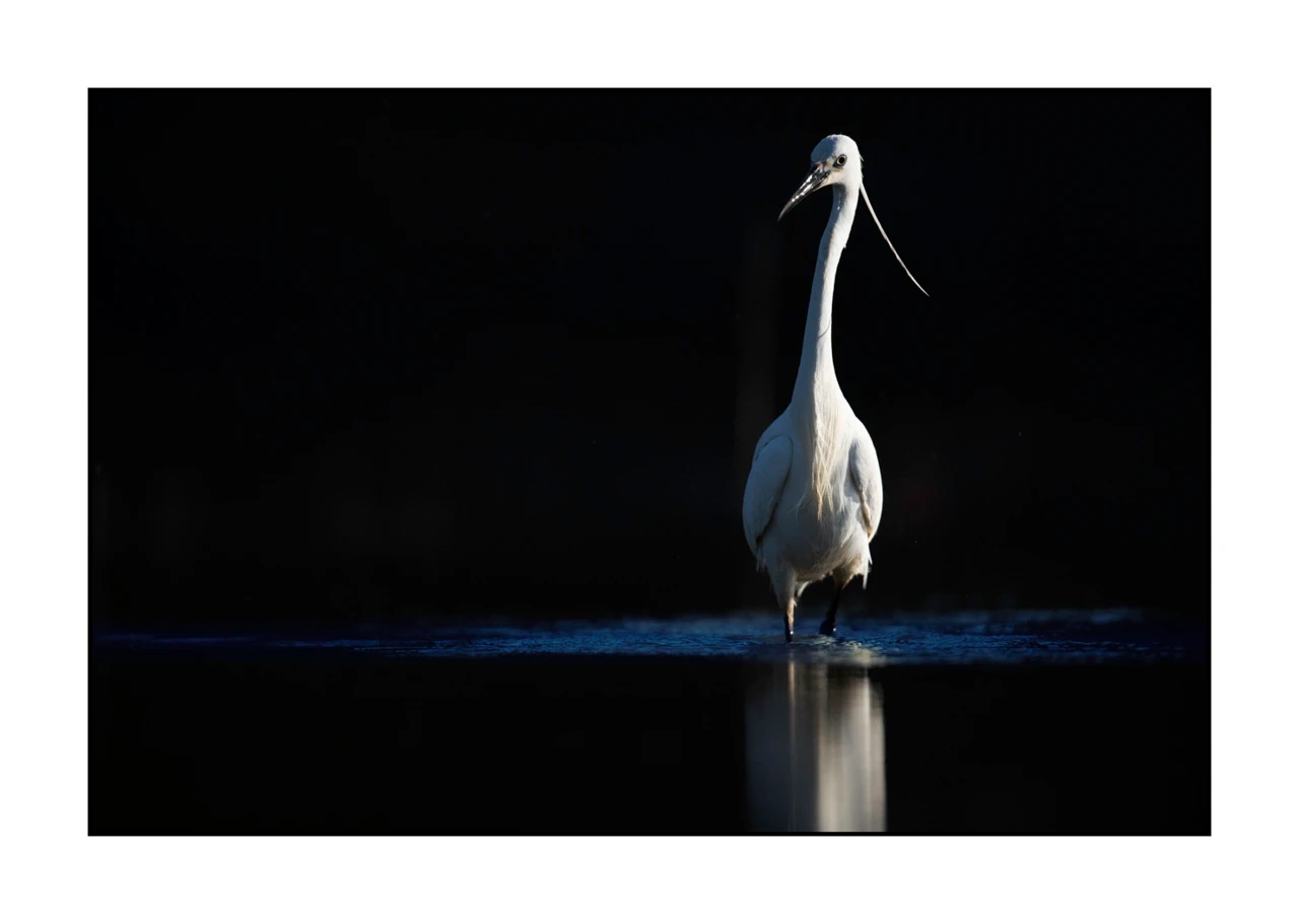 lumieres-et-couleurs/035-oiseaux-de-la-dombes/edition-ouverte/en/67-birds-of-la-dombes-2075-32C