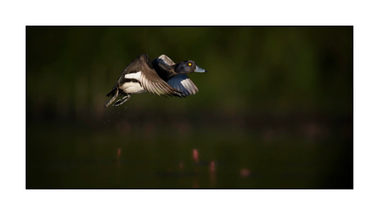 lumieres-et-couleurs/035-oiseaux-de-la-dombes/edition-ouverte/en/68-birds-of-la-dombes-2076-21C